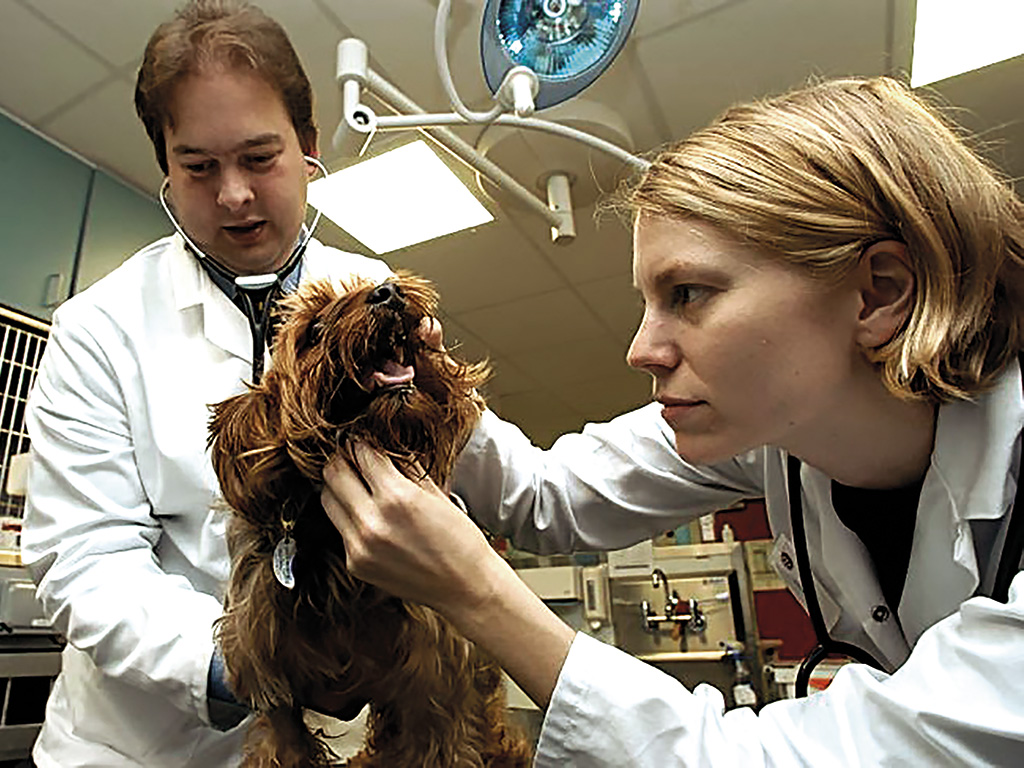 dog getting teeth checked