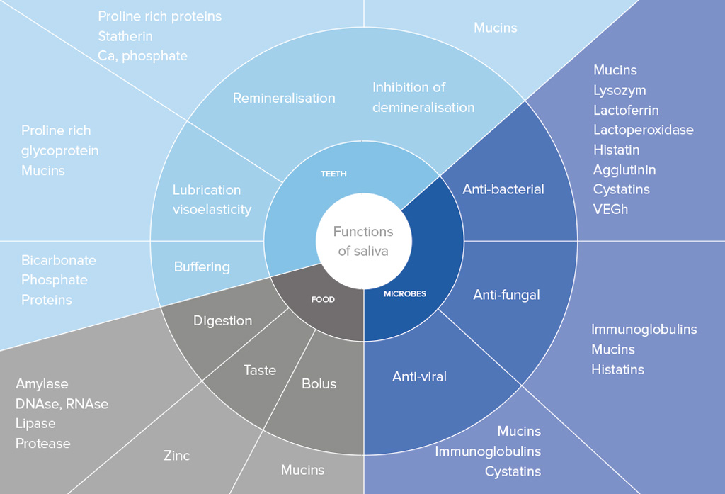 A chart showing the functions of saliva