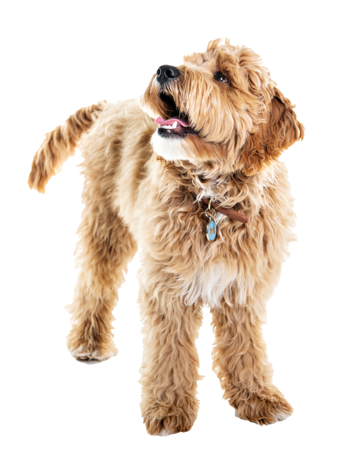 A blonde dog looks up to the left.